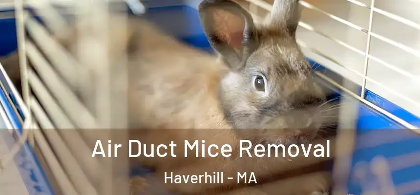  Air Duct Mice Removal Haverhill - MA